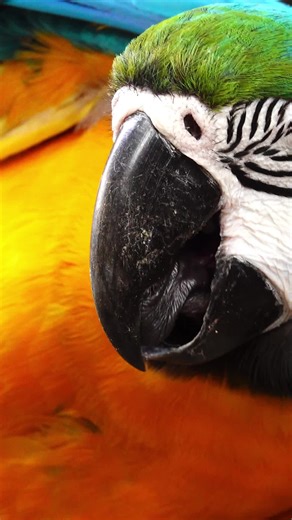 How do you solve a crime when the only witness is a parrot and you are scared of parrots.