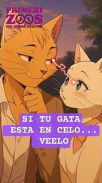 mi gata esta en celo ¿Que es y que hago? #gatos #carlover #petlover #celo