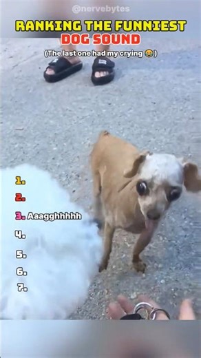 Ranking The Funniest Dog Sound That Will Make You Laugh 🤣