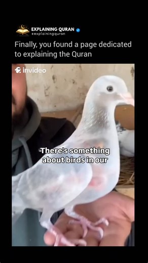 Explaining The Quran | Birds beautifully teach us tawakkul (trust in Allah) because they leave their nests every morning searching for food without knowing... | Instagram