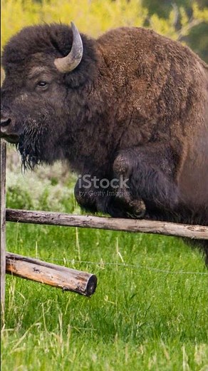 Bison Olympics: 6-Foot Fence Jump?!