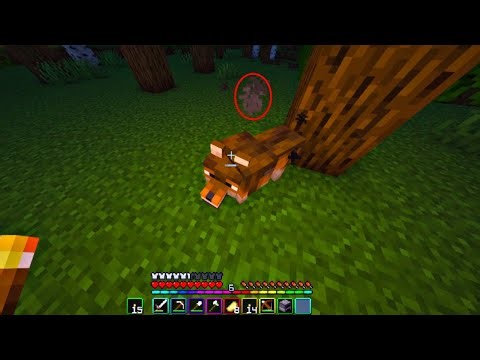 ENCONTRÉ UN LOBITO SOLO DE MADRUGADA... DIARIALAND #8