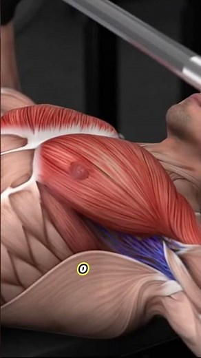 Bench Press Animation: Watch Chest & Arm Muscles Contract in Real-Time 💪