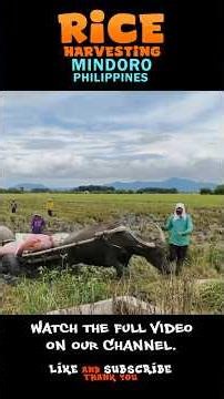 Rice Harvesting Philippines