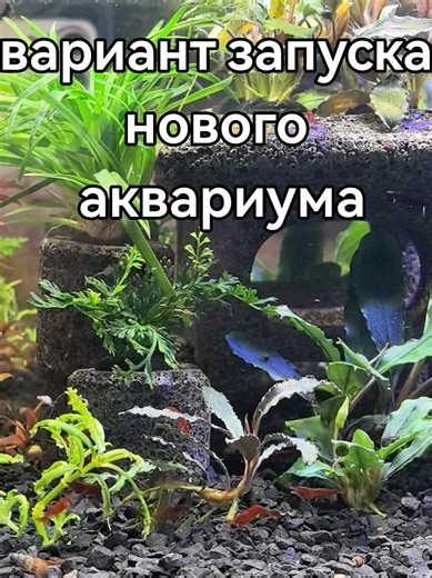 #вариантзапускановогоаквариума #аквариумныерыбкиввитебске #аквариумэтонесложно