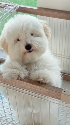 baby.you're a little coconut How could anyone resist giving this a hug. #pets #puppy