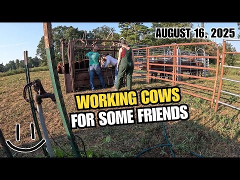 Working Cows With Some Friends On Their Farm - Smiling Bovine Ranch
