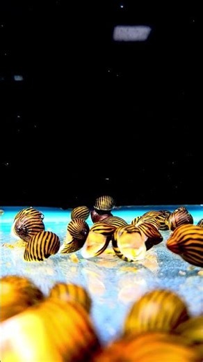 Zebra Snail – The Stylish Tank Cleaner! 🐌✨ #Shorts #LianaFish