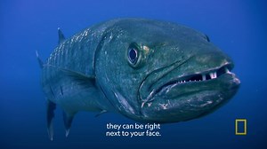 17K views · 486 reactions | This predator has razor-sharp teeth and can swim up to 36 miles per hour... Cool cool cool  #SomethingBitMe | National Geographic Animals | Facebook