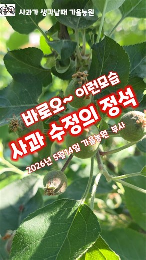 사과수정 2026년 가을농원 부사 사과 수정의 정석 대과될 확률 99% 괴산 가을농원 #shorts