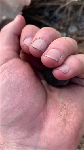 Northern Short Tail Shrew: The Unique Venomous Mammal