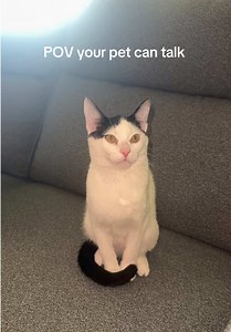 Talking Cat Advice: How a Cat “Wows” a Mate