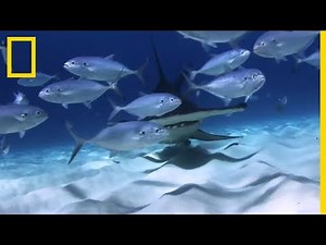 Requin-marteau vs requin-tigre