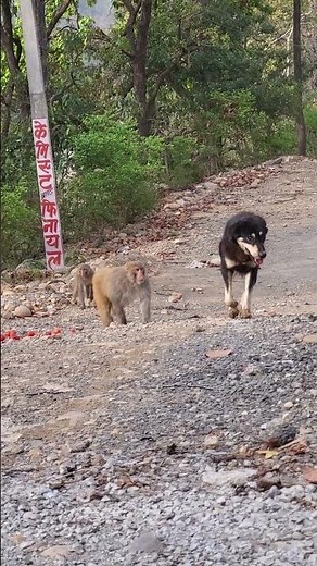 Street Fight: Dog Attacks Monkey, What Happens Next?"