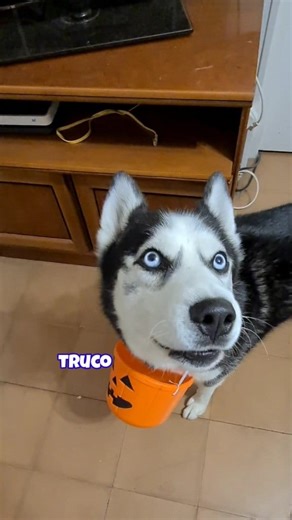 Max ¿Truco o trato? ¡Golosina!🍭🍬 | Max the husky