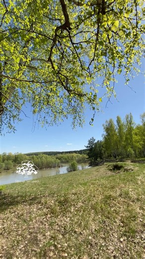 Videos from My Phone | Siberian Forest Awakening: Pure Nature ASMR 🌿