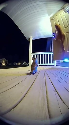 Mouse vs Cat Epic Fight at the Doorbell And Cat Runaway #shorts #viral