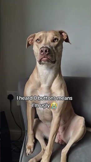 0095 Is that true #dailydog #bullybreed #crossbreed #dogsdaily #dog #ugly #cute #fyp #animallover #s