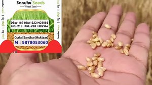 53K views · 1.2K reactions | Wheat seed treatment of Fungicide & Insecticide | Crop's Information | Facebook