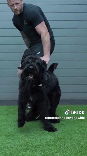 Powerful, loyal, and always ready to protect🔥—Giant Schnauzers are the ultimate guardians. #protectiondogsworldwide #eliteprotectiondogs #giantschanuzer