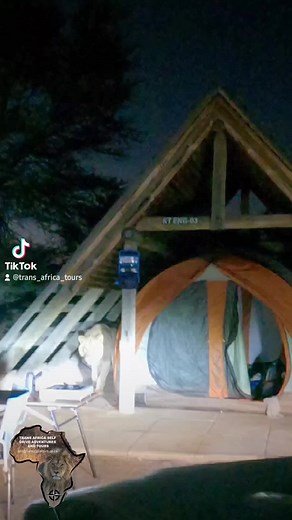 958K views · 8.9K reactions | Lion in the tent. Never leave your tent open in Lion country. #nature #travel #tasda #transafricatours #ironman4x4africa #4x4 #africaadventure #campfood #leatherandcanvas #onca #photooftheday #overlanding #4x4_assist #offthebeatenpath #bushlife #blessed #tasafaris #wanderlust #travel #africa #manuprum #ubuntoe #maxxis #maxxistyres #crosscountryinsurance #africa #tours #adventure #wildlife #offthebeatentrack | Trans Africa Self Drive Adventures and Tours | Facebook