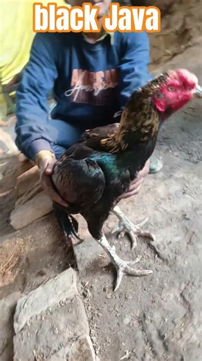 aseel murga black Java .#YouTube_short_feed.🔥💯🦅