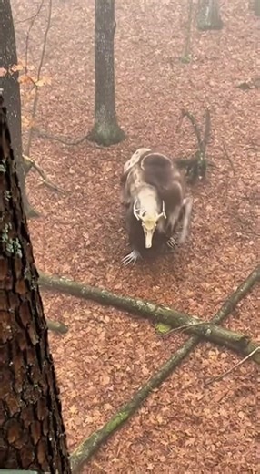 They say the forest keeps what it kills. Sometimes… it wears it. ⚡️ Rendered visualization using artificial intelligence. Relax. It’s a story. Filed under: Tales That Shouldn’t Be Told. #Reels #DarkFolklore #Woods #Cryptid #Viral