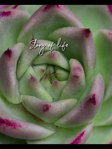 #야누스 #多肉植物 ##베란다다육이 #dynamite #다육식물 #취미 #창다육 #エボニー #방탄소년단 #korea succulent plants