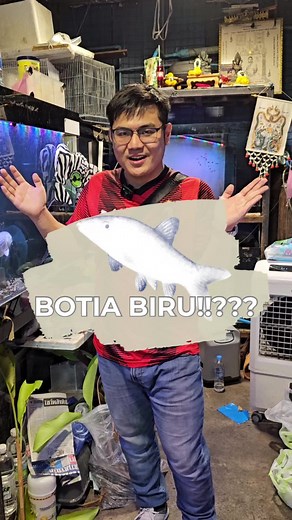 ✨ Meet the stunning Blue Botia Clown Loach! ✨ Also known as Yasuhikotakia modesta, this vibrant, blue beauty is a favorite among aquarium enthusiasts! 🌊 With its playful personality and striking color, it’s sure to steal the spotlight in any tank. 💡 Fun Fact: These loaches love hiding in caves and crevices, making them the perfect addition to aquariums with lots of natural decor! 🐟 💬 Ready to add this lively fish to your collection? Let us know in the comments! 🐠 #BlueBotia #ClownLoach #Fis