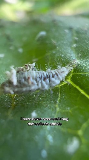 5.3K views · 119 reactions | Garbage collector bug!! #buglife #garbagecollector #carnivorousplants #venusflytraps #bugslover #reels #reelsvideo #reelsviral #viral #fyp #trend #trendingreels #trending #plant #carnivorousplant #insect #nature #naturephotography | Carnivorous Plants | Facebook