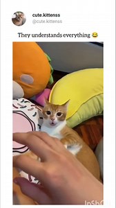 Watch our highlights . . #catlover #catsofinstagram #catlife #cutecats #funnycats #catloversclub #cats_of_world #catolicos #catholic #cat #catloversclub #catlife #cats_of_world | Catztogether