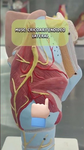 APRENDE EN 60 SEGUNDOS LOS MUSCULOS DE LA LARINGE