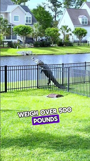 This Alligator Jumped Over the Fence! 🐊😱