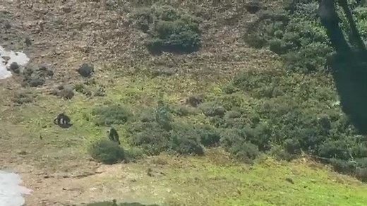 Wolverines Return to Mount Rainier National Park After More Than 100 Years News Release: https://go.usa.gov/xfJs4 Scientists have discovered the first reproductive female wolverine and her two offspring (called kits) in Mount Rainier National Park in over one hundred years. “It’s really, really exciting,” said Mount Rainier National Park Superintendent Chip Jenkins. “It tells us something about the condition of the park— that when we have such large-ranging carnivores present on the landscape th