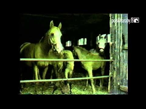 Arabian Horse Video Magazine: Breeding / Hodowla