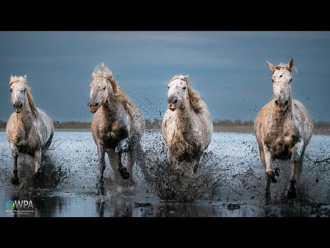 The White Horses of the Camargue