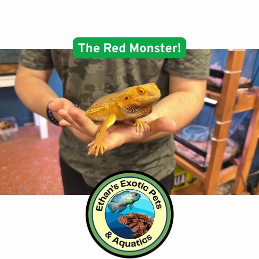 1.3K views · 19 reactions |  The Red Monster Has Landed! 年 Meet our...