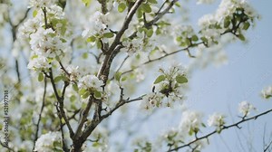 Spring apple flowers on apple branch trees blossom in the garden slow motion shot. Apple blossom flower. Beautiful white flowers.