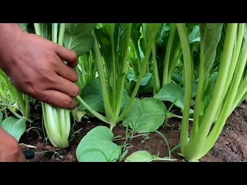 Choy som growing from seed/ How to grow choy sum fast harvesting