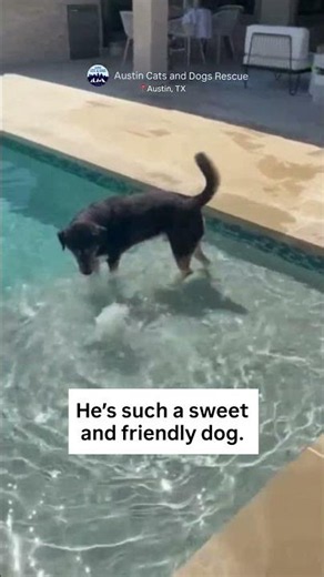 Ducky still needs a forever home to call his own in Austin, TX