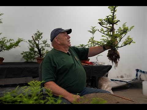 How Bonsai Masters Multiply Their Trees (Air Layering Guide)