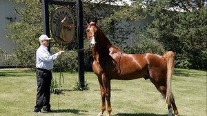 8K views · 244 reactions | We at the ASHA are saddened to share the passing of Dr. Alan Raun of Reedannland Farm. We send our deepest condolences to the Raun family. Information on services and memorials will be shared as they become available. We share this video from his 2017 ASHA Wing Commander Medal Award to remember the veterinarian, breeder, horseman, and American Saddlebred lover that was Dr. Raun. | American Saddlebred Horse & Breeders Association | Facebook