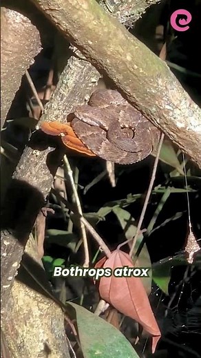 Serpiente jergón (Bothrops atrox) 2025