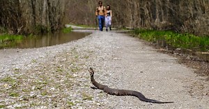 Shawnee National Forest closes Snake Road early for spring migration