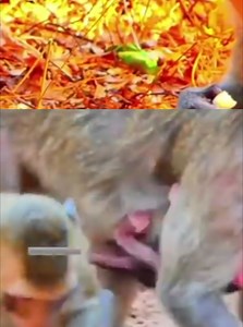 Oh, God... Just born 5 hours, the young mother was releasing on the ground without hugging & nursing | Monkey Video