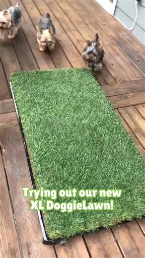 7.4K views |  Real grass patches for dogs of all sizes to go potty! Perfect subscription for inside an apartment or on a balcony to help with training and life’s busy days.  REAL GREEN GRASS for potty trips & training ️ Flexible subscription options to fit your schedule  Neutralizes odors, sort of like a cat litter  Ideal for apartment living  Perfect on rainy days 領 Starts at just $32.20 | DoggieLawn | Facebook
