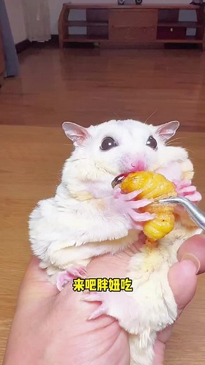 #會飛的蜜袋鼯 #鼴鼠 #可愛寵物 #蜜袋鼯 #sugarglider #飛袋鼠