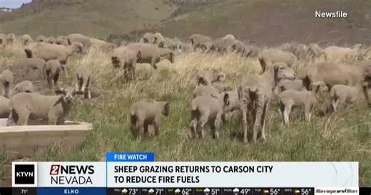 Thousands of sheep will be comping on cheat grass around Carson City