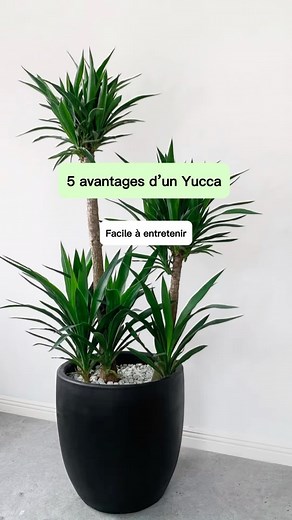5 raisons pour lesquelles un Yucca est parfait pour l’intérieur : 1. 🌿 Esthétique moderne : Avec ses longues feuilles élégantes et son allure minimaliste, le Yucca apporte une touche contemporaine et naturelle à n’importe quel espace. 2. ☀️ Facile à entretenir : Il aime la lumière et ne nécessite qu’un arrosage modéré, ce qui en fait une plante idéale pour les débutants ou ceux qui n’ont pas beaucoup de temps. 3. 💨 Purificateur d’air : Le Yucca aide à améliorer la qualité de l’air intérieur en