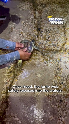 TPC FF Hero Of The Week Man Rescues Turtle Trapped Between Stones